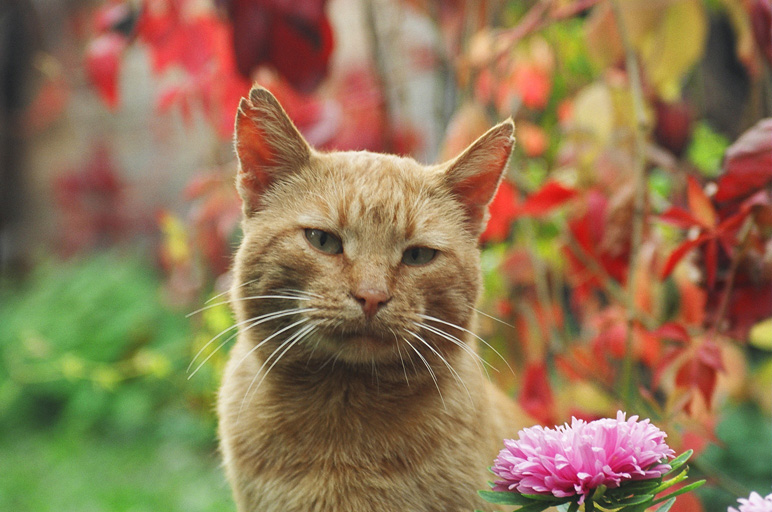 Осенний кот