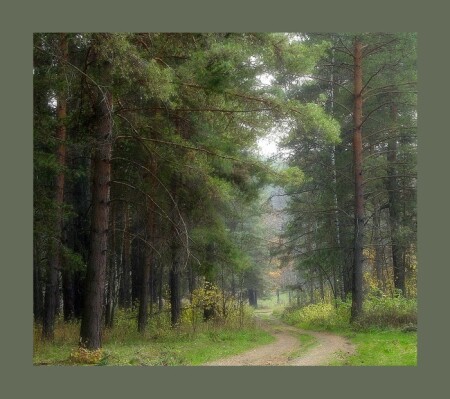 Осенний лес.