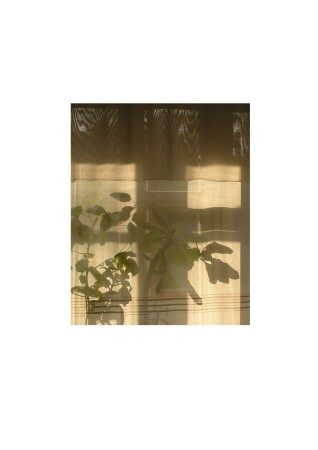 цветы на окне