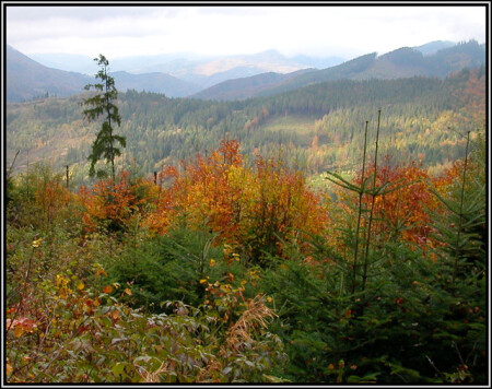 Залатая осень