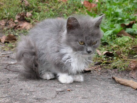 Вот подрасту и всех победю!
