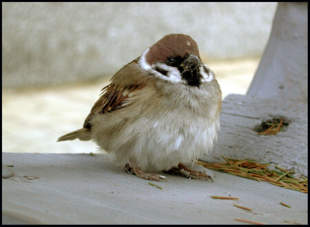 sparrow