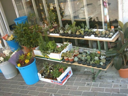  Красота в колючках