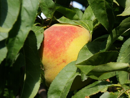 [Армения] А ну-ка, откуси :)