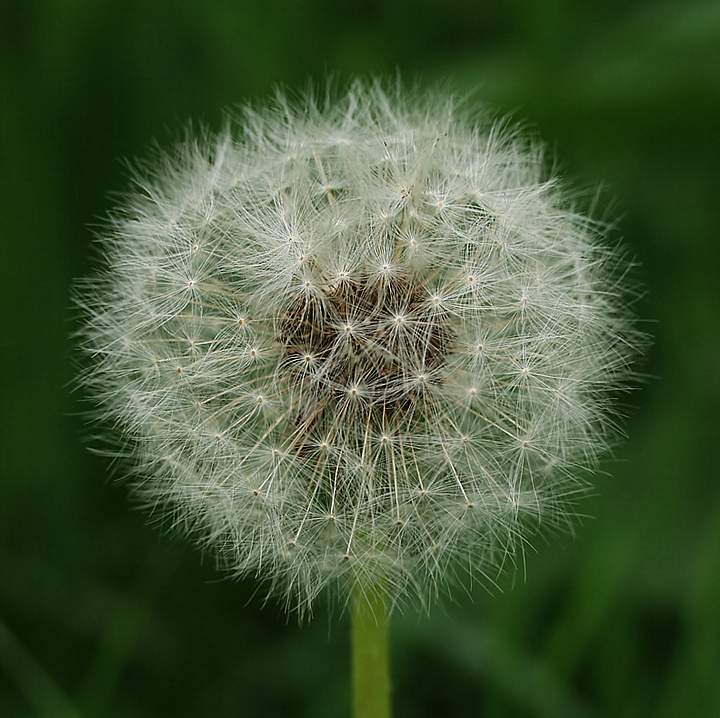 Один