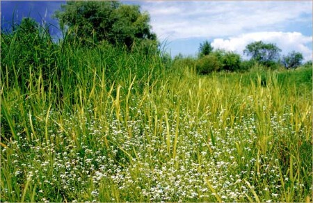 Лужайка зеленая