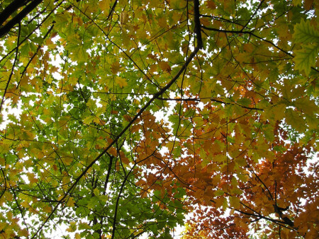 Просто листья