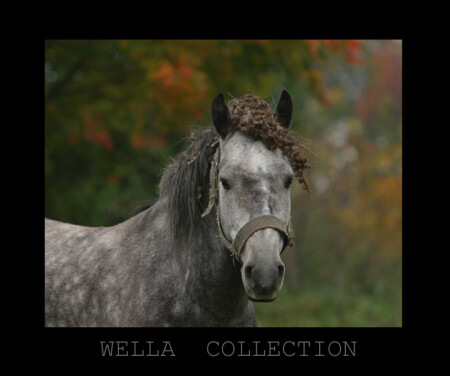 wella collection