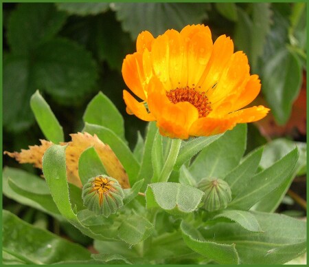 Осенний цветочек