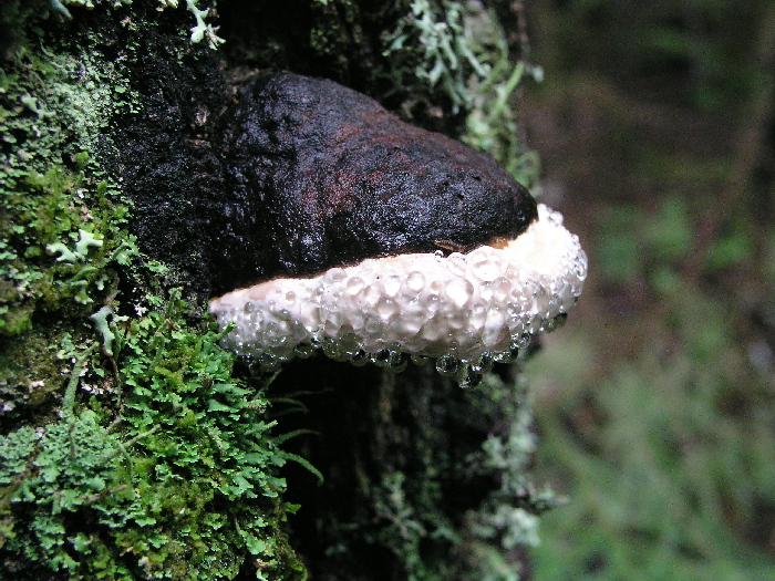 Капли