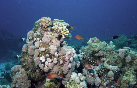 [Подводный мир] Пейзаж