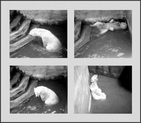 Один день из жизни белого медведя