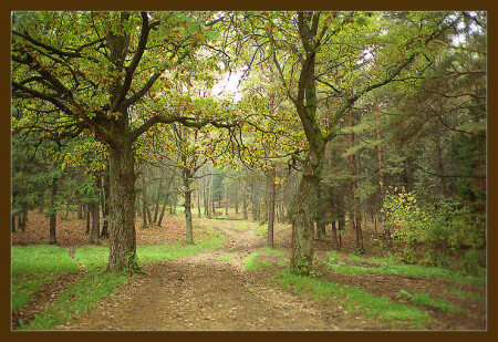 Дорога в лесу