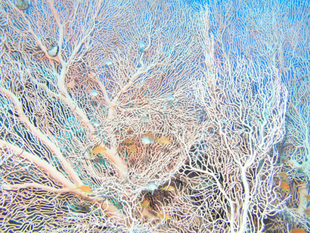 Подводное кружево красного моря