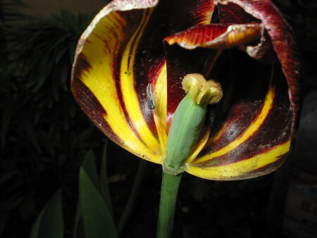 Ночной цветок