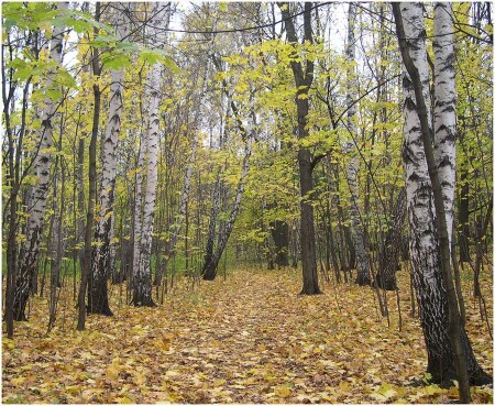 Осень в Сокольниках