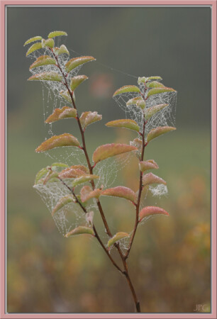 осенний приют