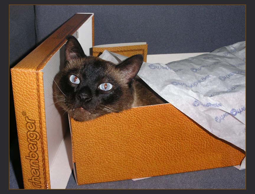 КОТ в "мешке"