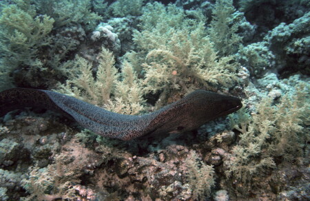 [Подводный мир] Мурена