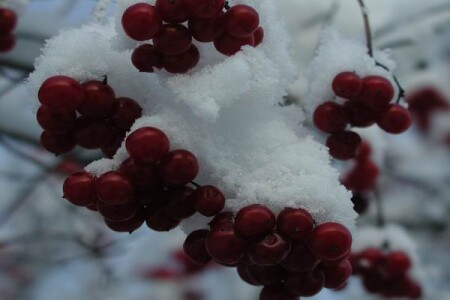 Калина красная.