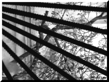 Взгляд из Окна