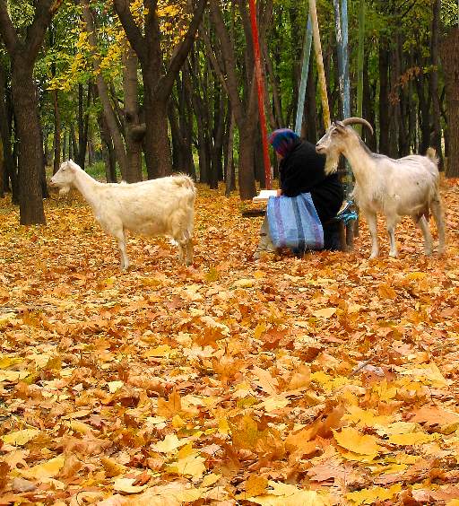 осенний этюд с парой козлих