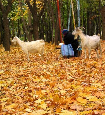 осенний этюд с парой козлих