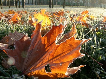 Первые заморозки