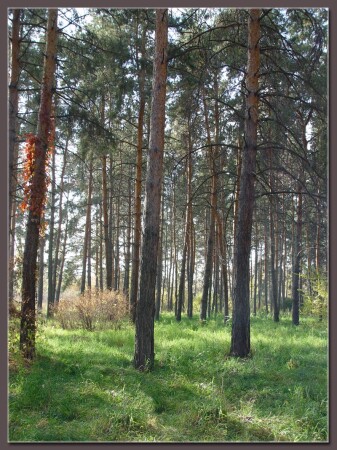 ** Островок лета в океане осени **