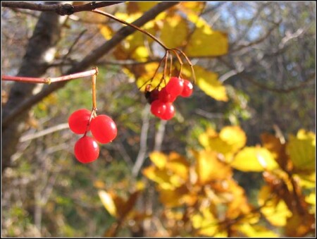Запах калины