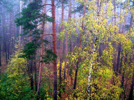 Утро туманное...