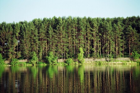 Сосны