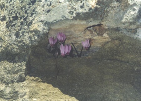 Горный цветок