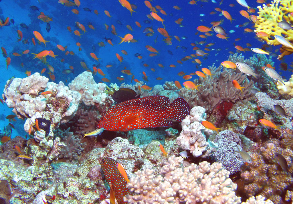Красное море