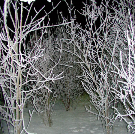 Ночной лес