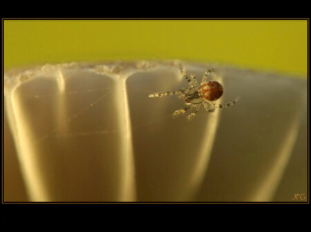 маленький зорро