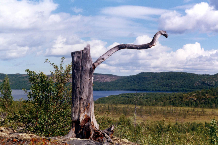Буратино