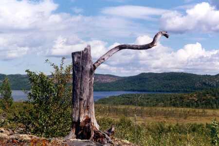 Буратино