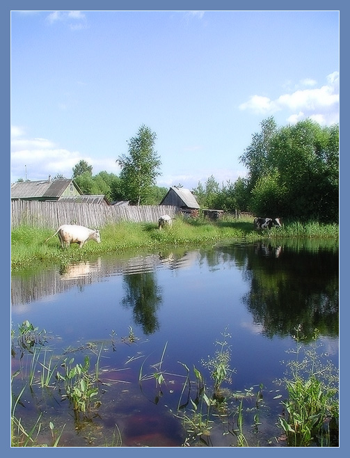Говядина на водопое.