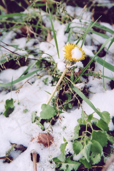 Первый подснежник