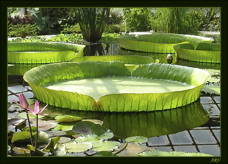 Виктория Регия (Victoria Regia)