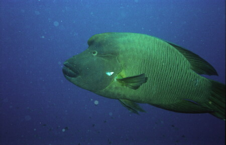 [Подводный мир] Рыба с человеческим лицом (Наполеон)