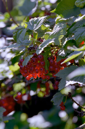 кислятина...