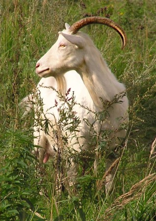 Просто коза.