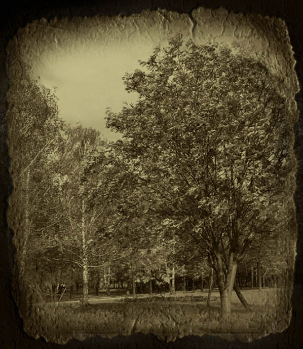 the aged rowan