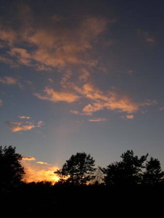 рыжие и такие славные