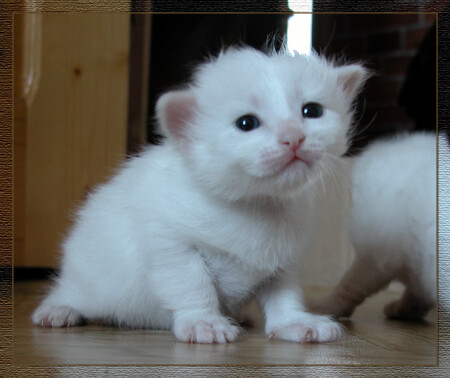 Первые шаги