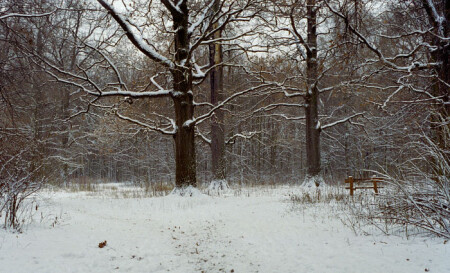 Фактура зимнего парка