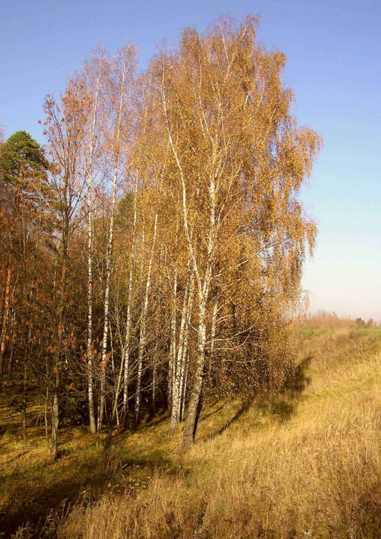 Солнечно