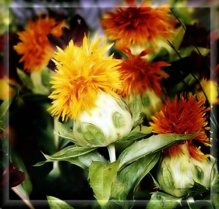 Цветы для милых дам.